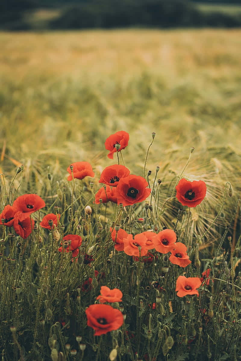 Poppiesin Wheat Field Vintage Wallpaper