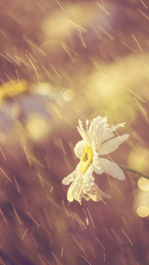 Popular Phone Daisy Rainy Wallpaper