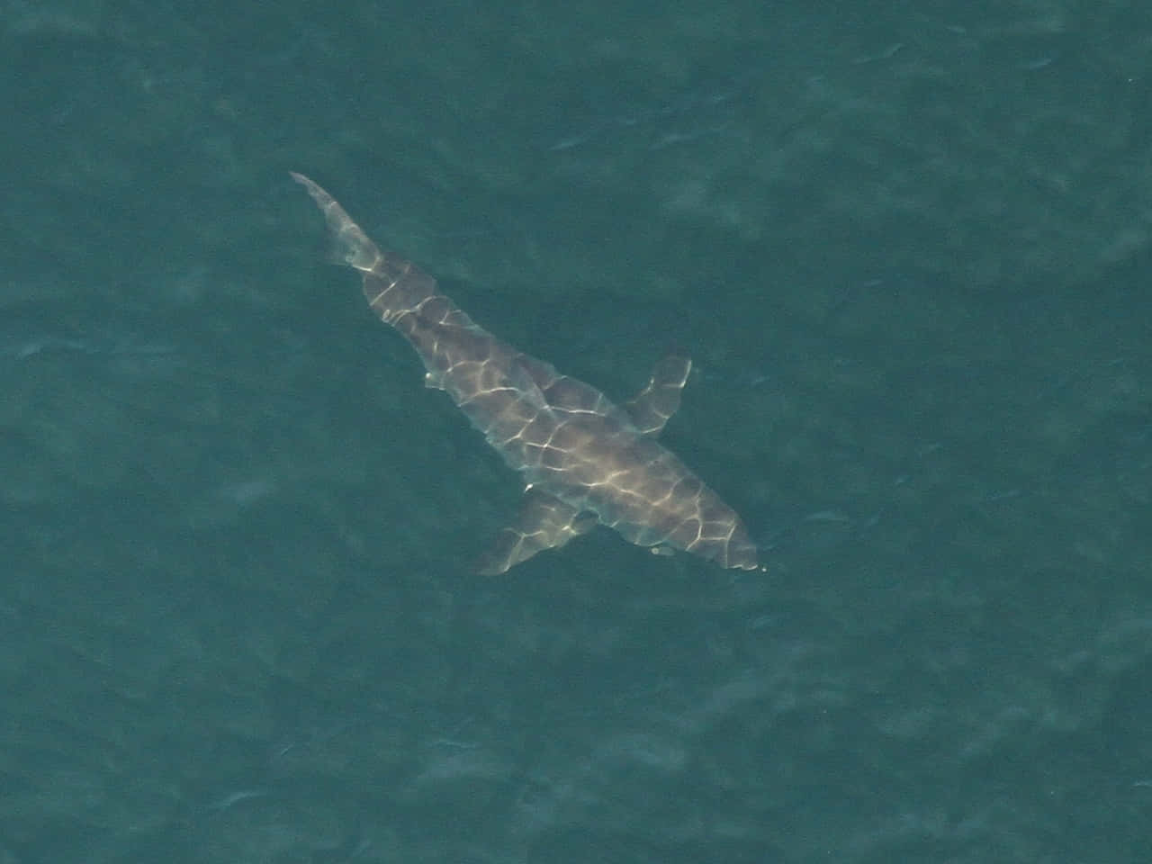 Porbeagle Shark Aerial View Wallpaper