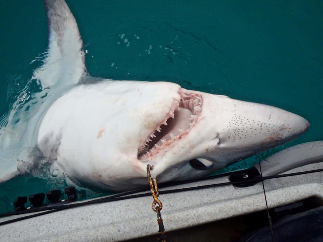 Porbeagle Shark Caught At Sea Wallpaper