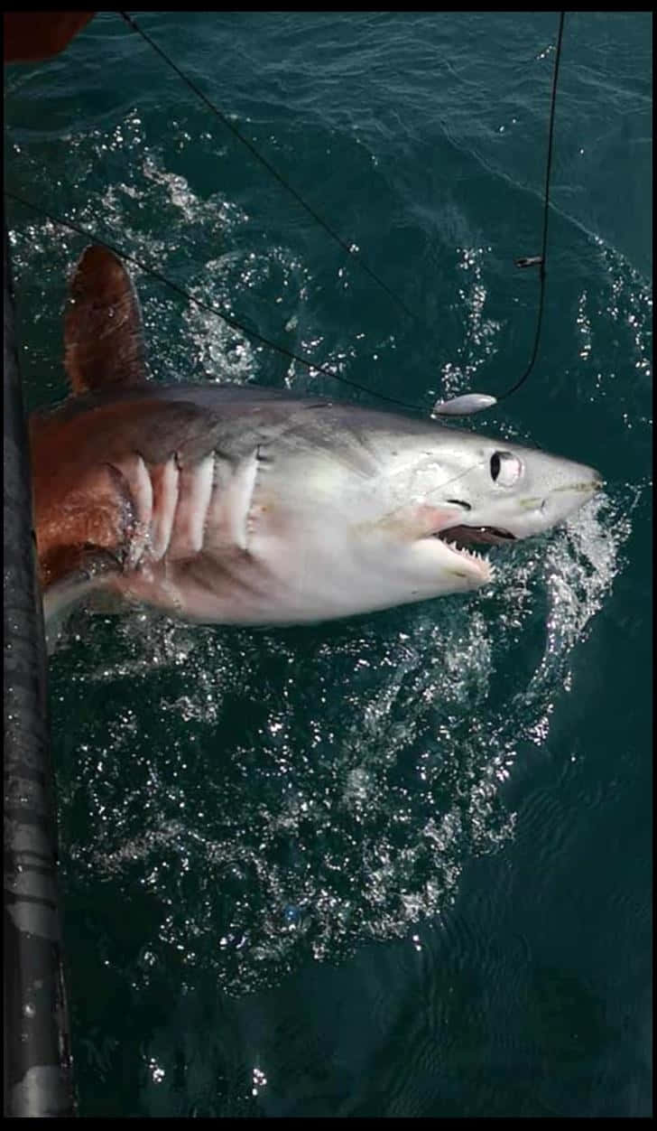 Porbeagle Shark Caughtat Sea Wallpaper