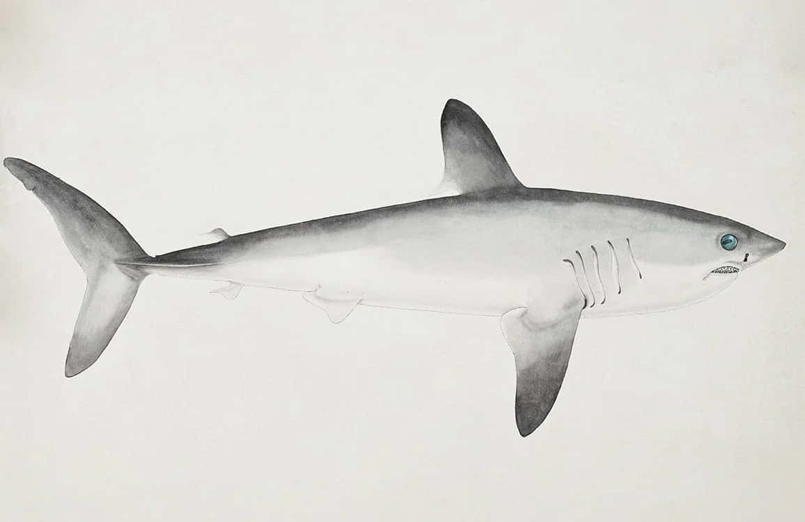 Porbeagle Shark Illustration Wallpaper