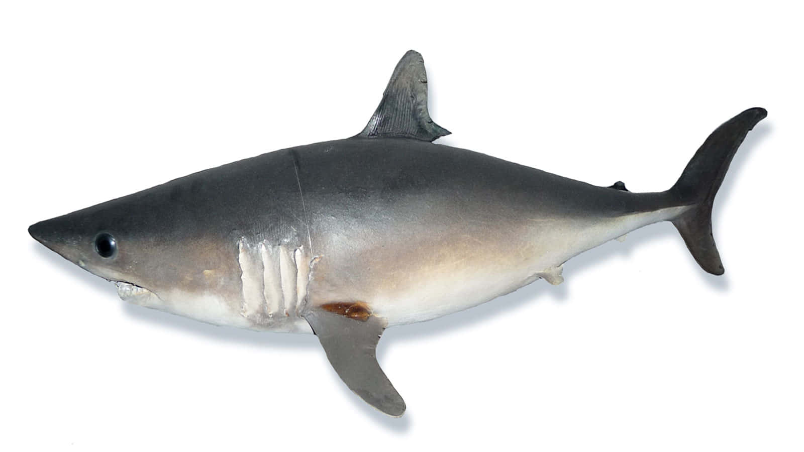 Porbeagle Shark Isolatedon White Wallpaper