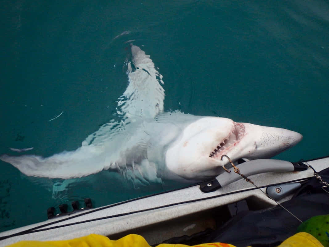 Porbeagle Shark Near Boat Wallpaper