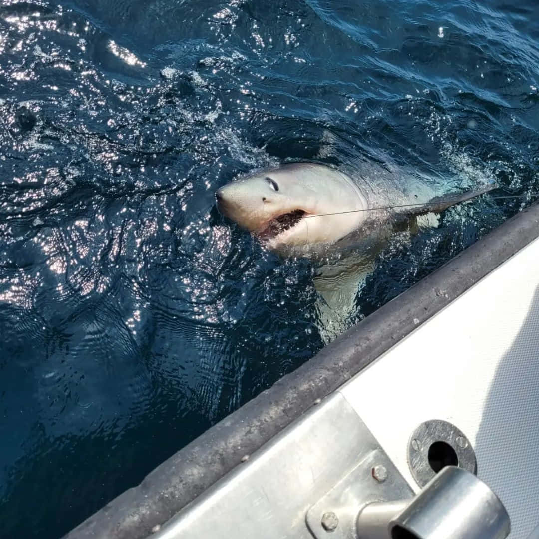 Porbeagle Shark Near Boat Wallpaper