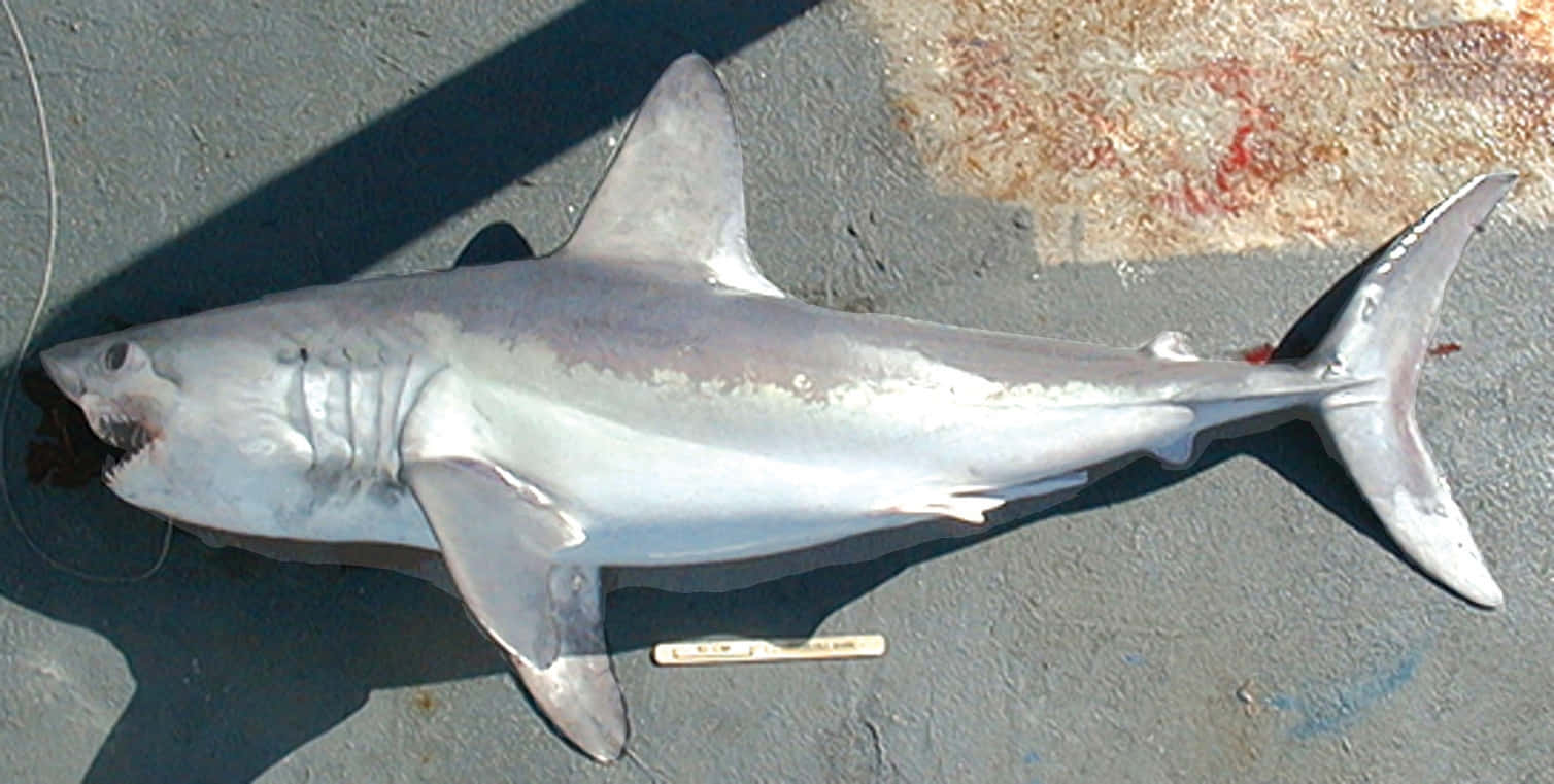 Porbeagle Shark On Deck Wallpaper