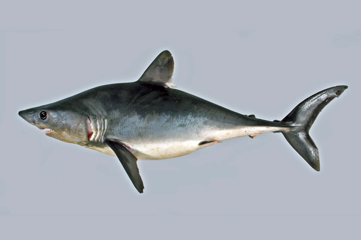 Porbeagle Shark Profile Wallpaper