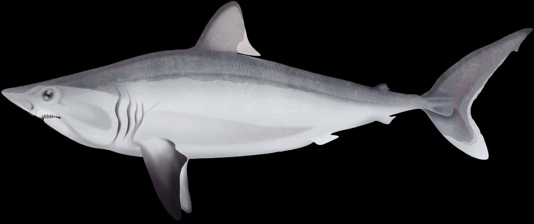 Porbeagle Shark Side View Wallpaper