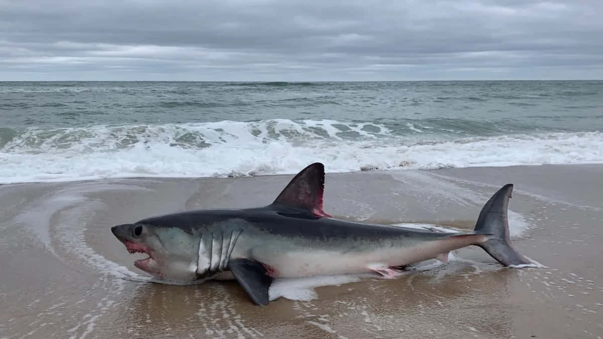 Porbeagle Shark Strandedon Beach Wallpaper