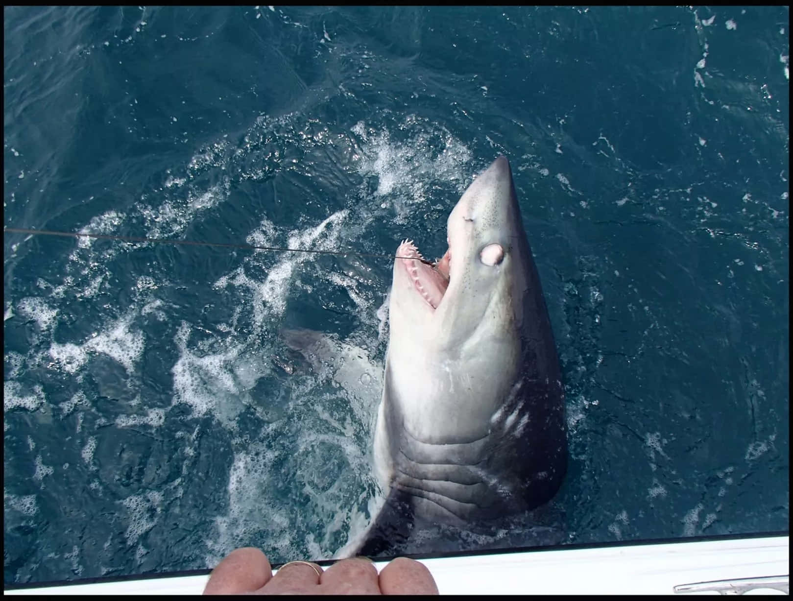 Porbeagle Shark Surface Behavior Wallpaper