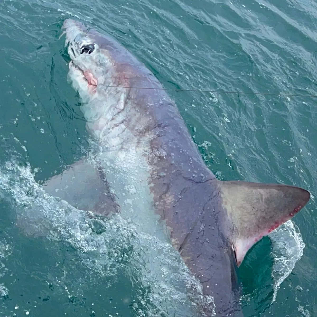 Porbeagle Shark Surface Swimming Wallpaper