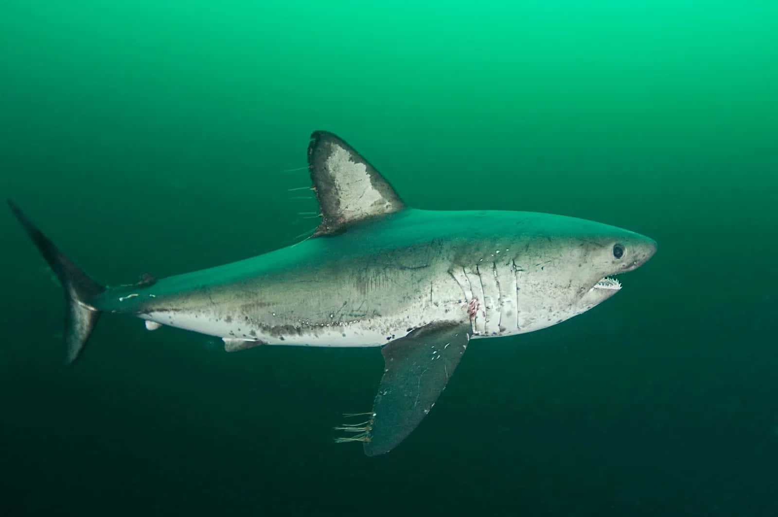 Porbeagle Shark Swimming Underwater Wallpaper