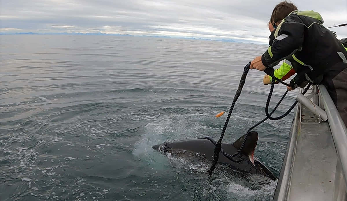 Porbeagle Shark Tagging Operation Wallpaper