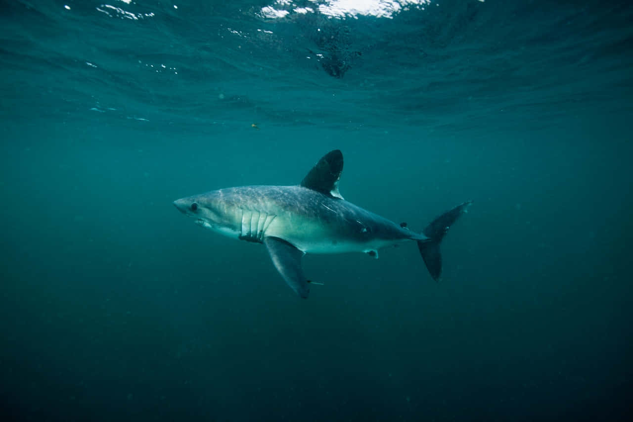 Porbeagle Shark Underwater Wallpaper