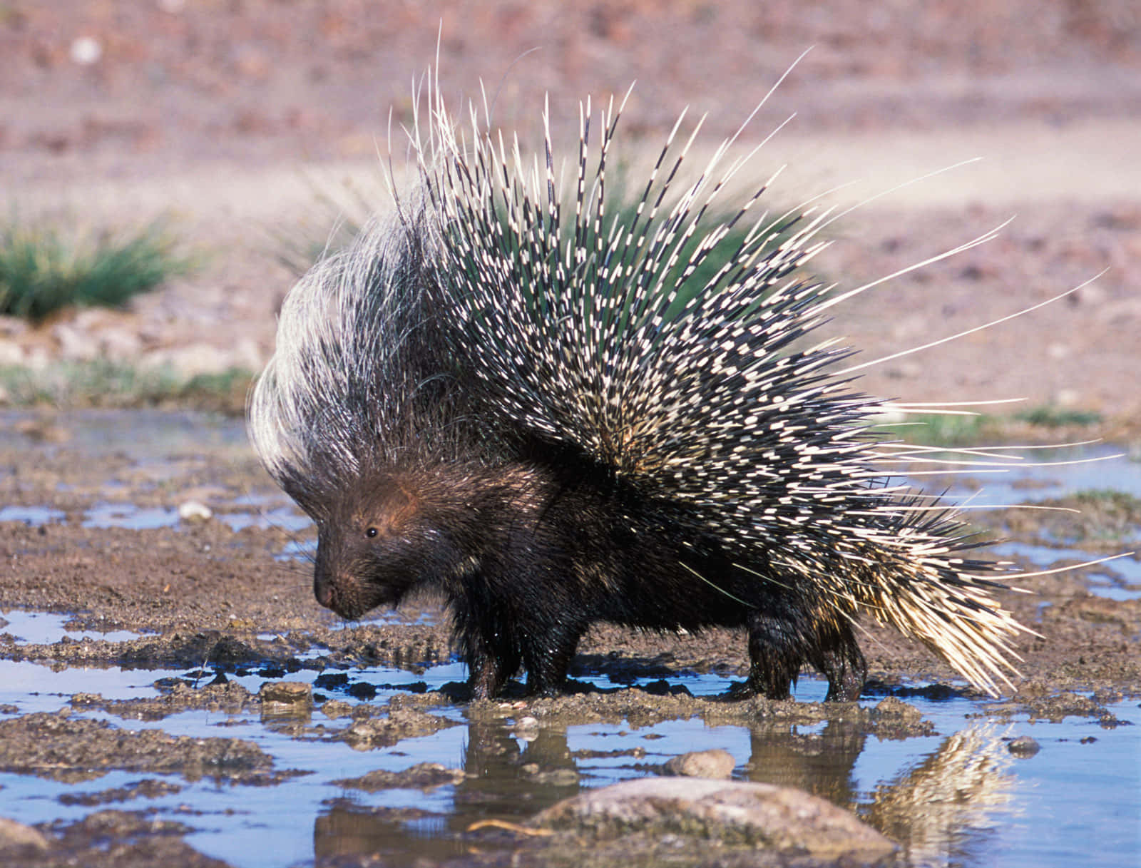 Porcupine By Water Quills Displayed Wallpaper