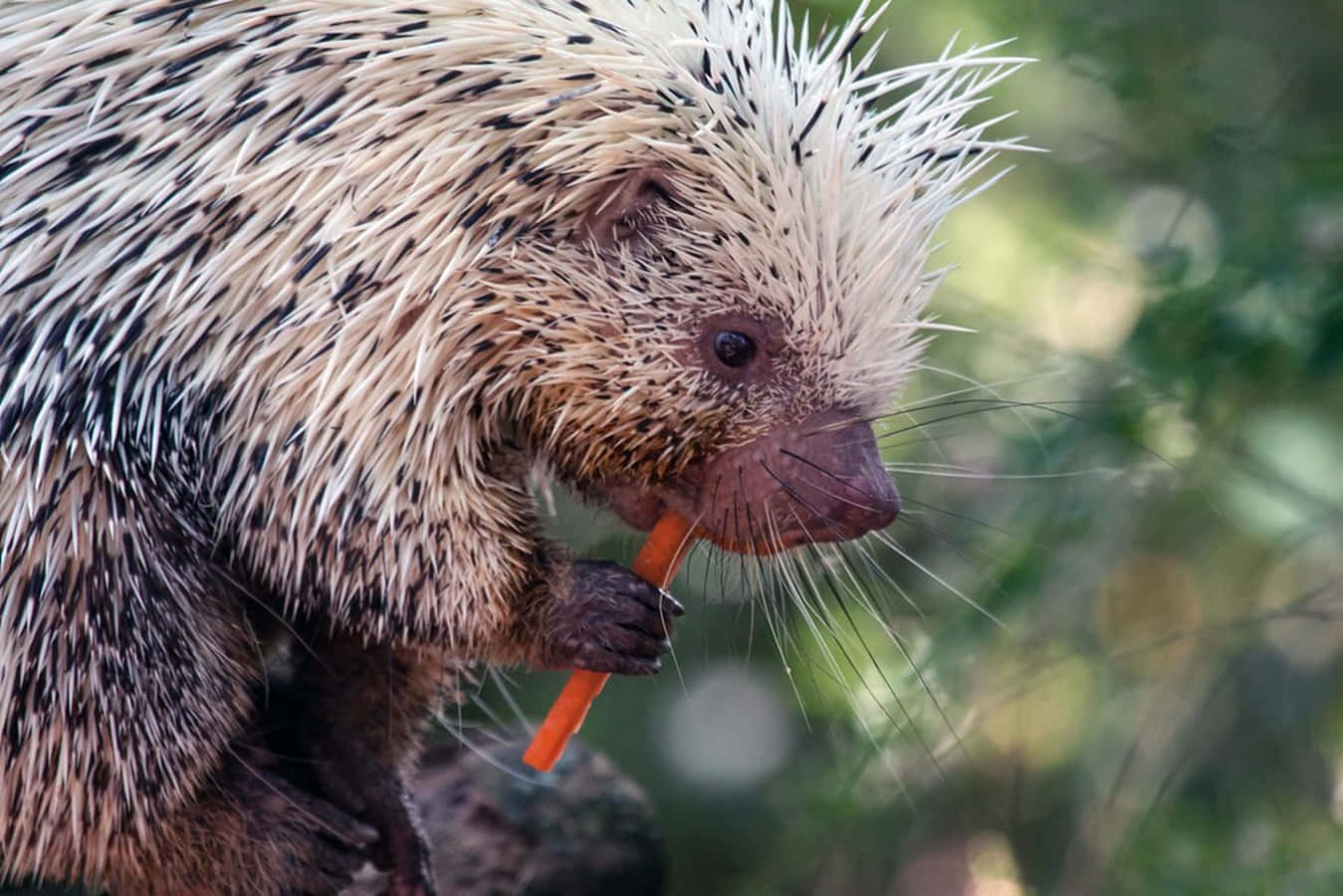 Porcupine_ Eating_ Carrot.jpg Wallpaper