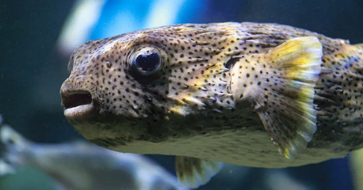 Porcupinefish Close Up Portrait Wallpaper