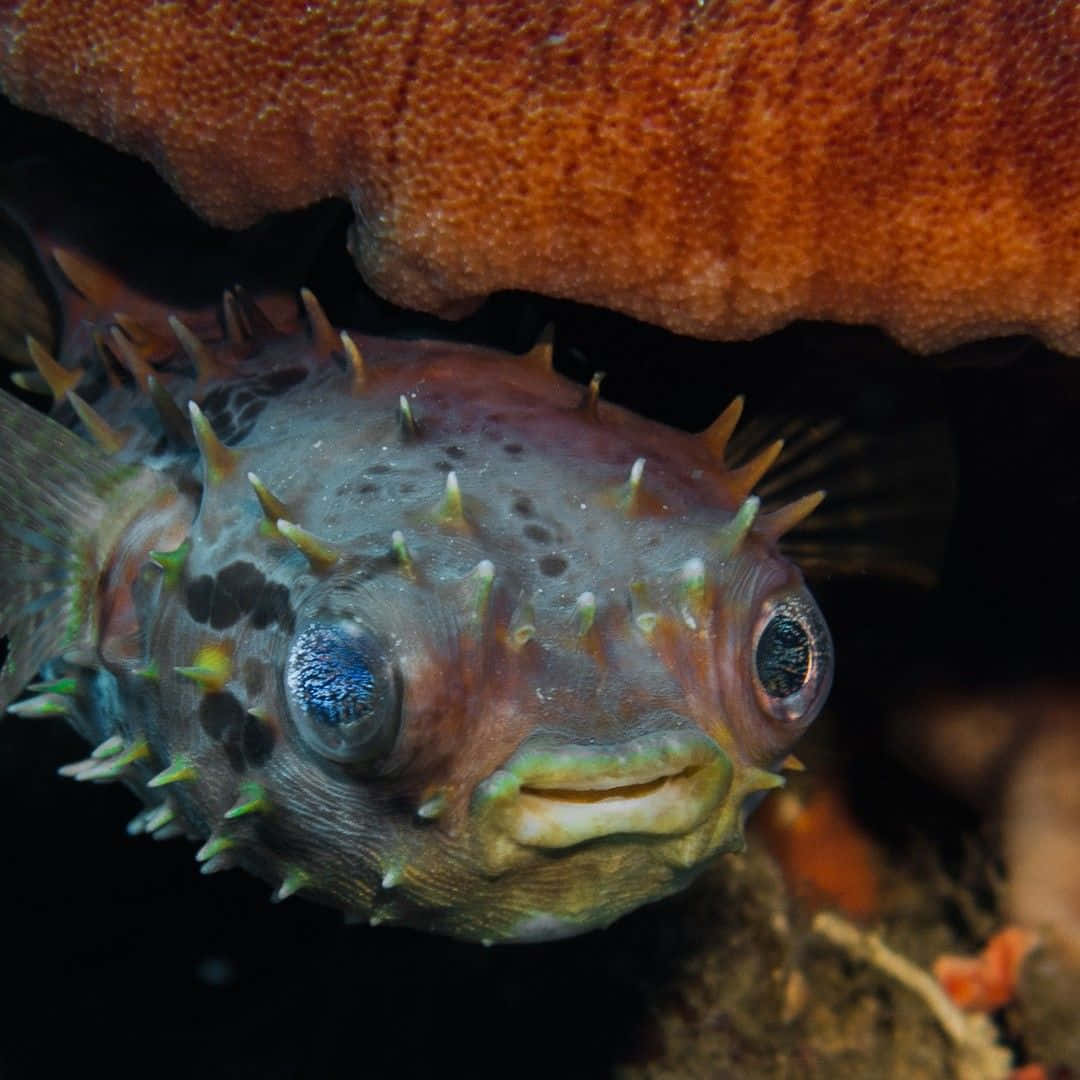 Porcupinefish Close Up Portrait Wallpaper