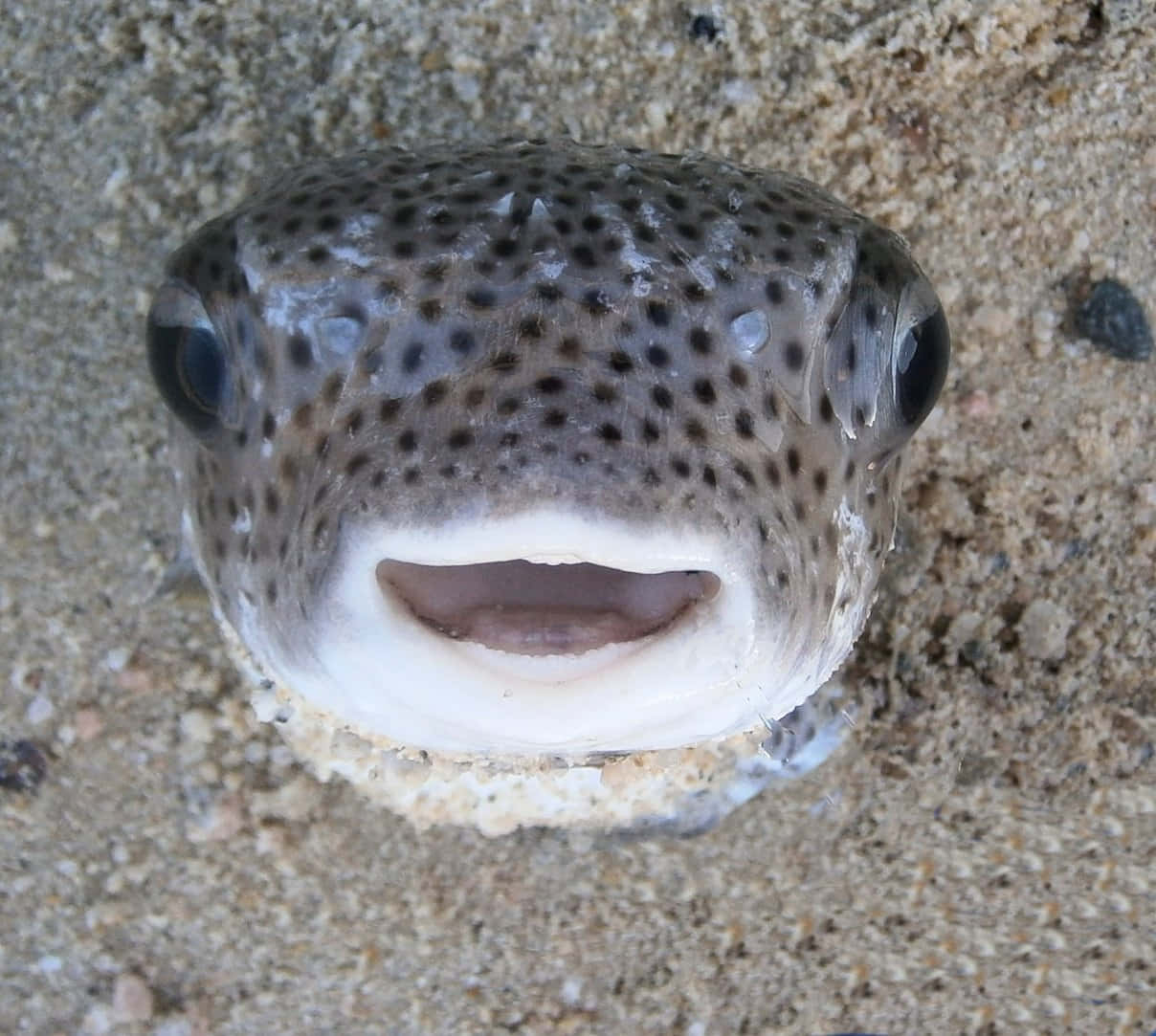 Porcupinefish_ Closeup_ Sand_ Background Wallpaper