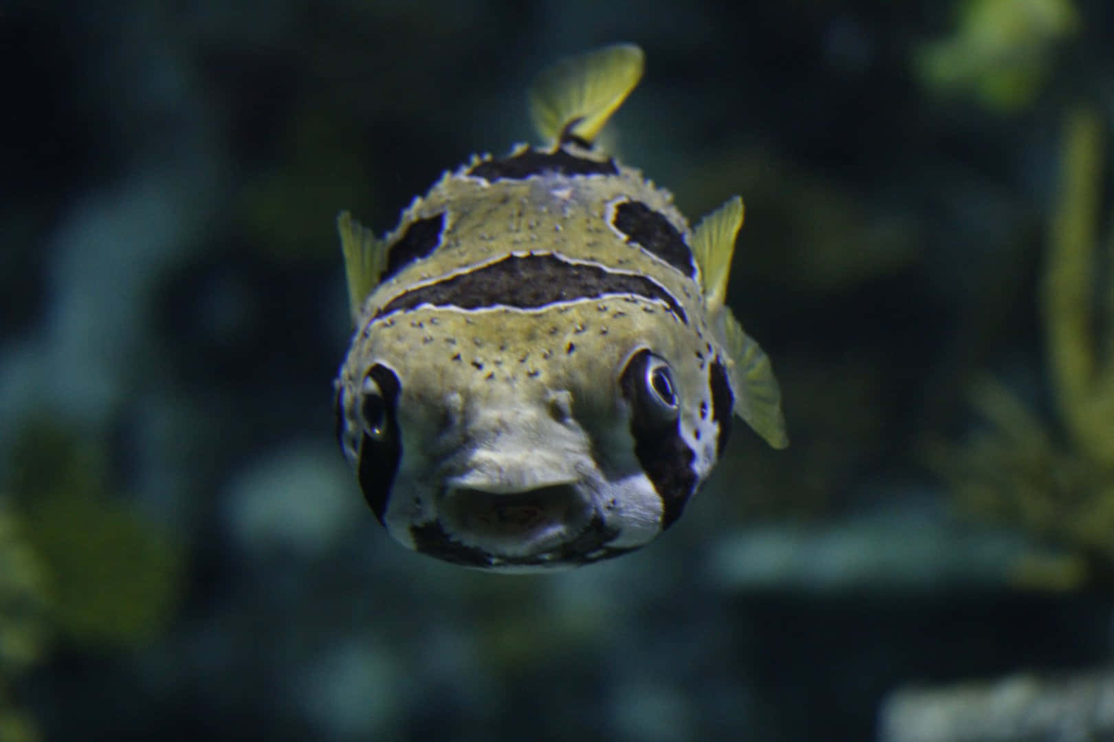 Porcupinefish Underwater Portrait Wallpaper