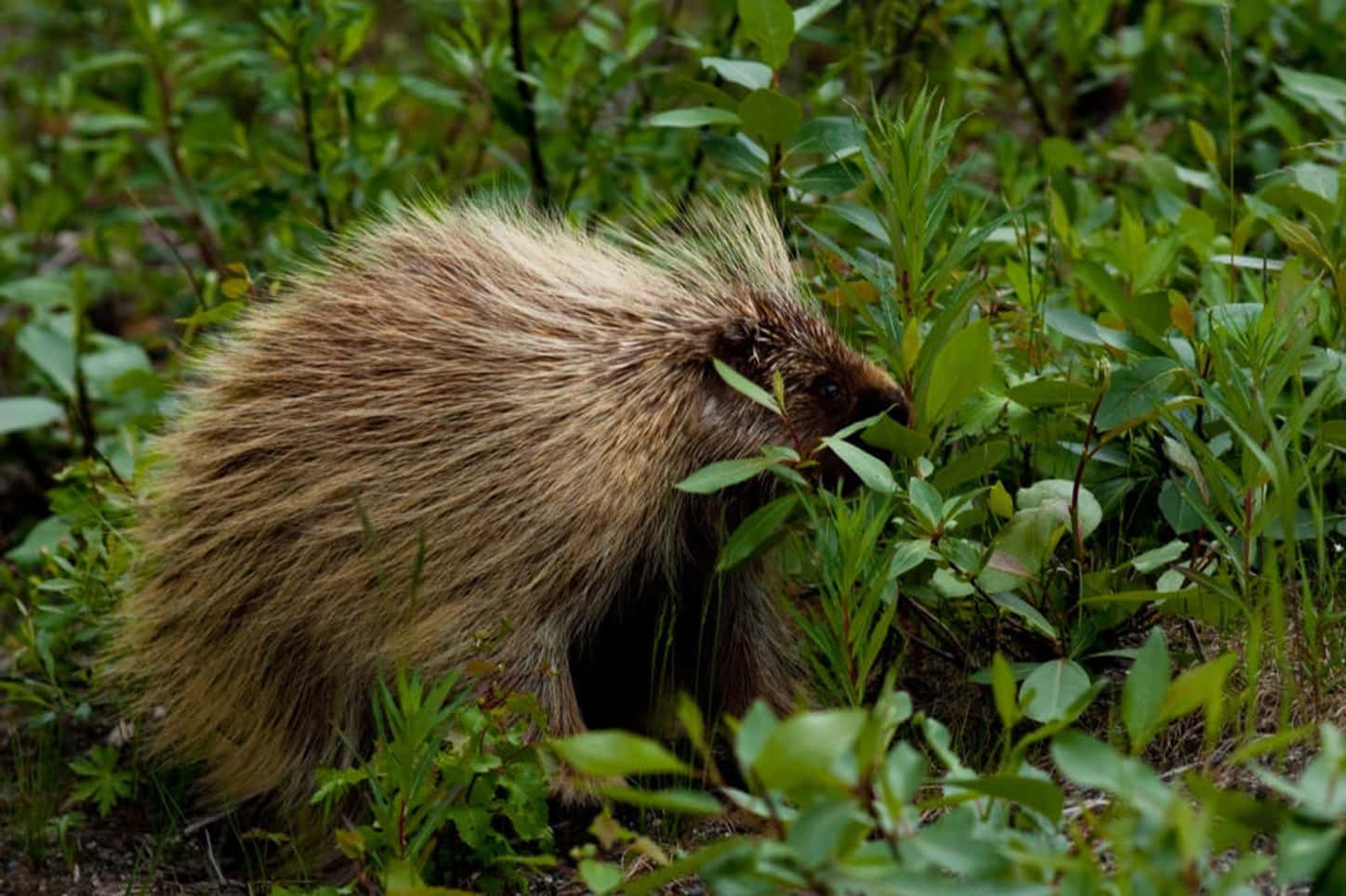 Porcupinein Natural Habitat Wallpaper