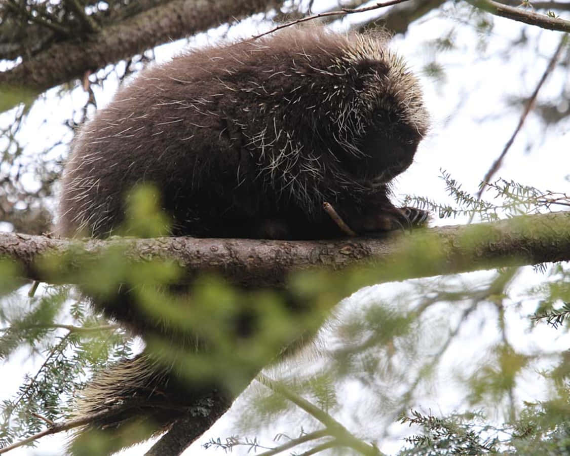 Porcupinein Tree Branches Wallpaper