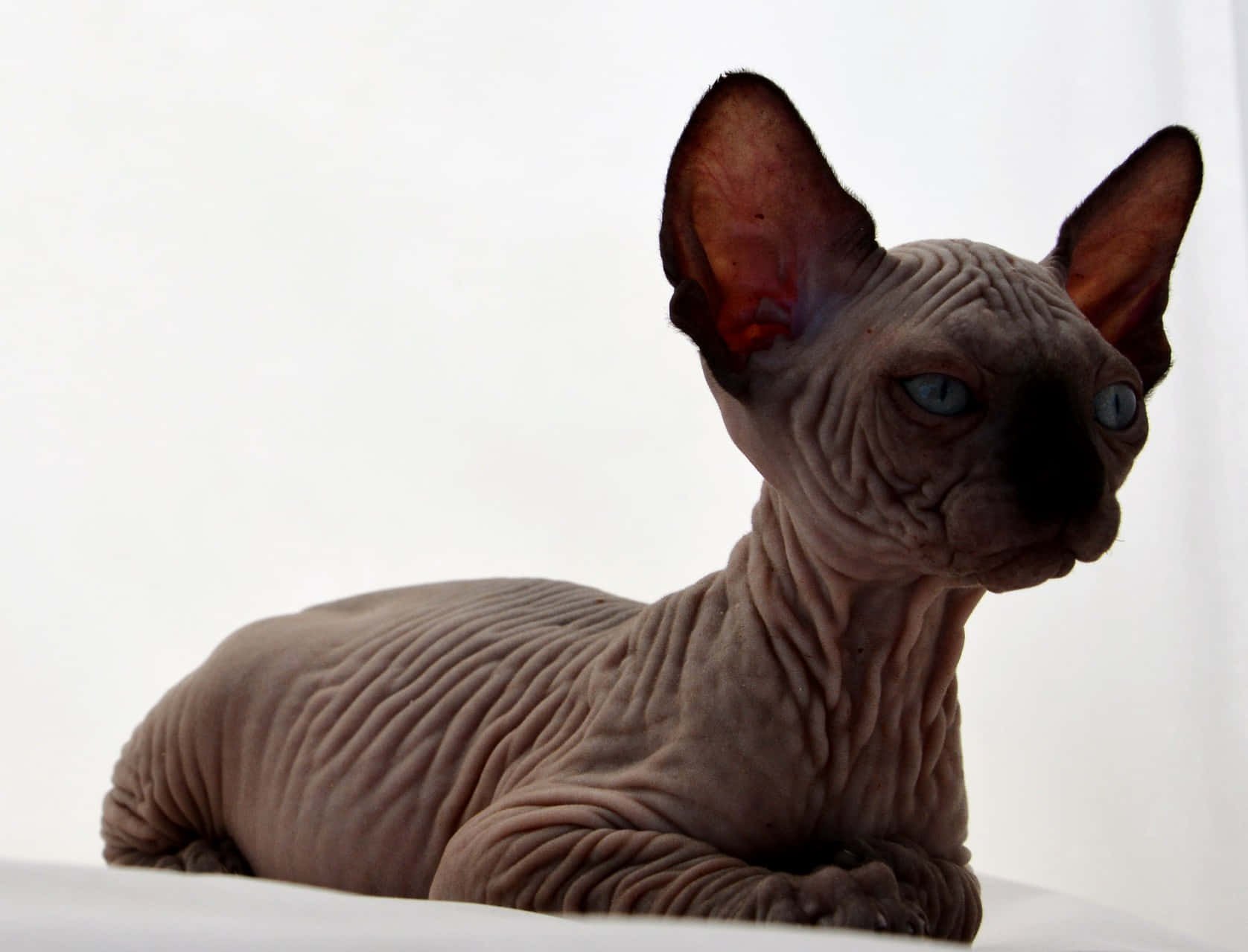 Portrait Of A Mesmerizing Canadian Sphynx Cat Wallpaper