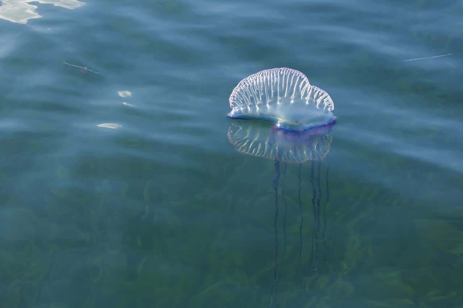 Portuguese Man O War Adrift Wallpaper