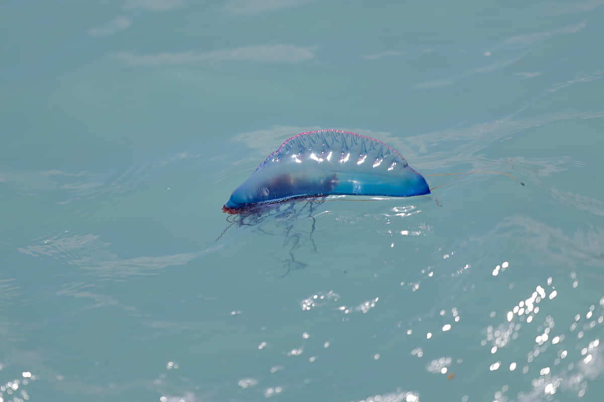 Portuguese Man O War Adrift Wallpaper