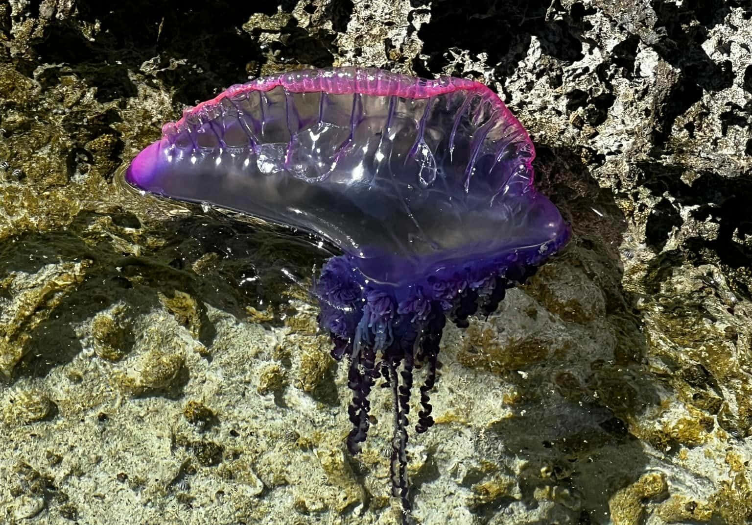 Portuguese Man O War Ashore Wallpaper