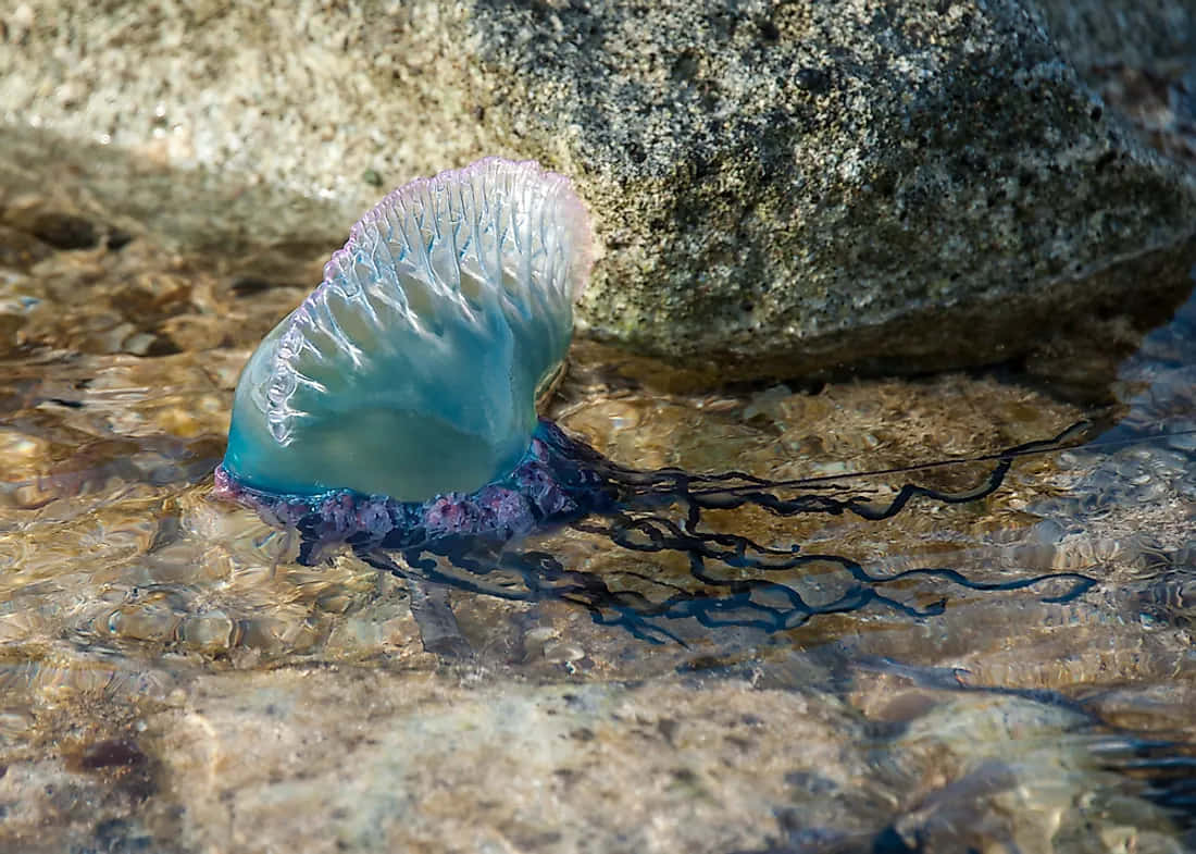 Portuguese Man O War Ashore Wallpaper