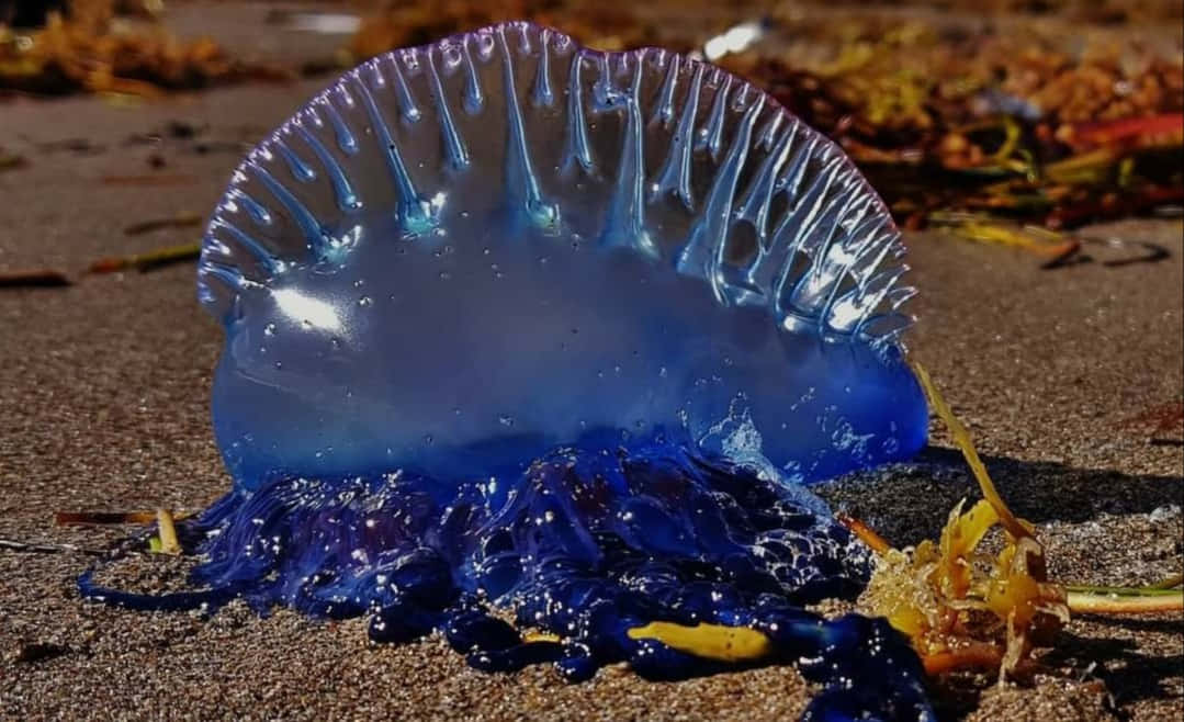 Portuguese Man O War Beached Wallpaper