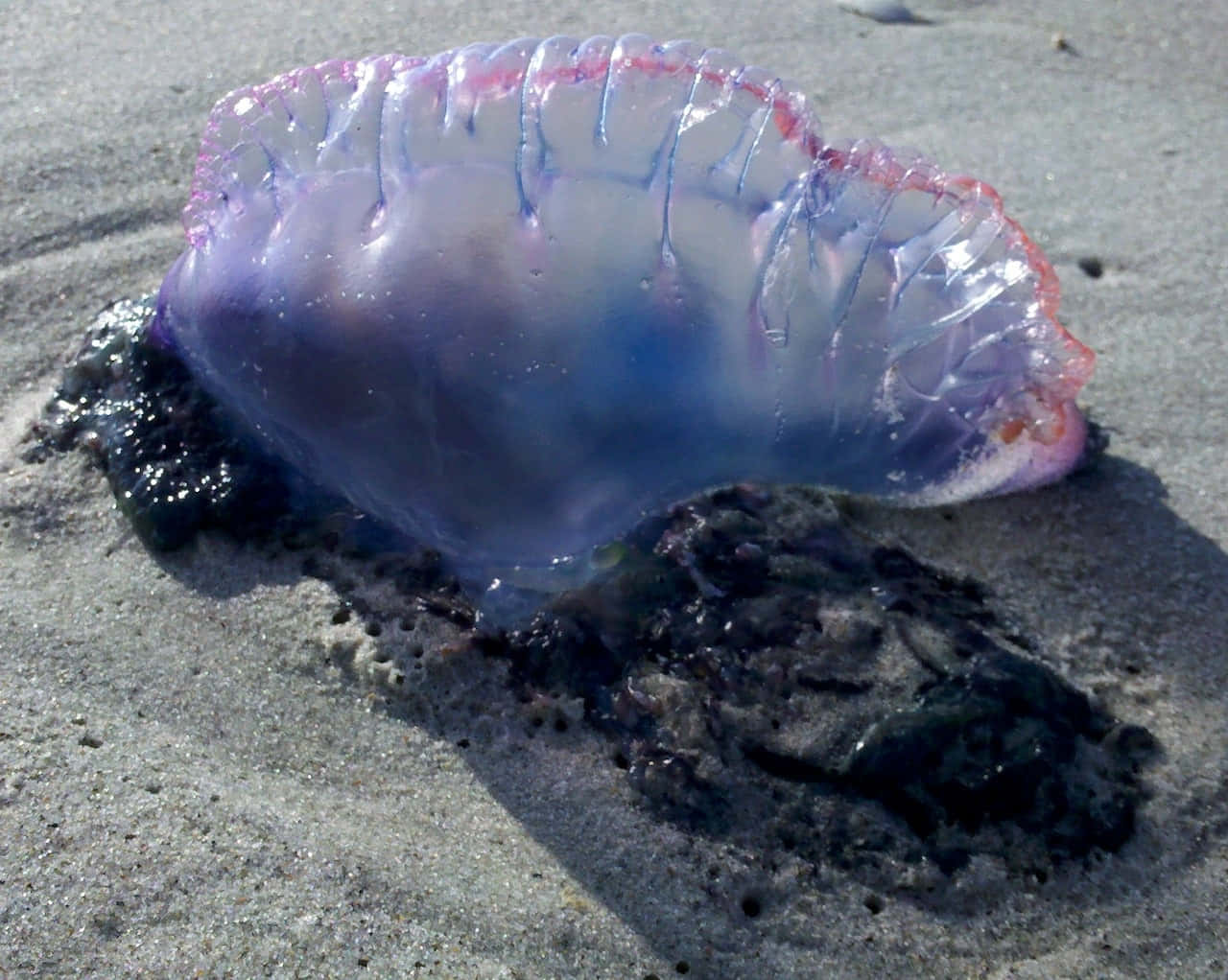 Portuguese Man O War On Sand Wallpaper