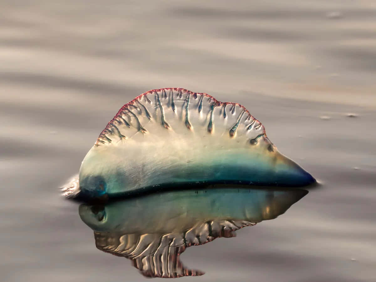 Portuguese Man O War Reflection Wallpaper