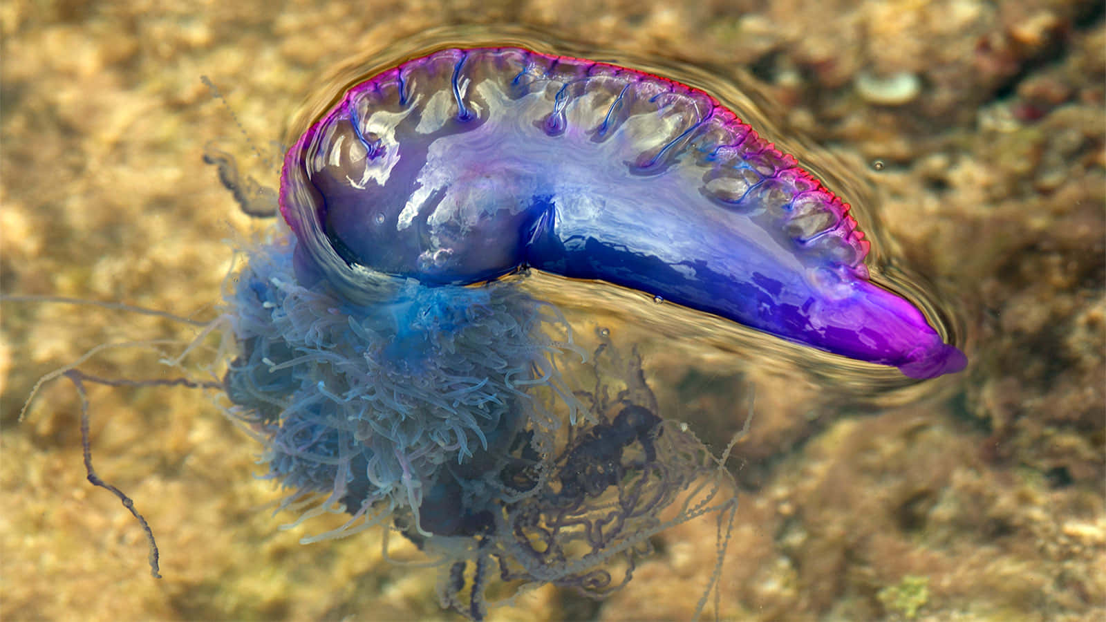 Portuguese Man O War Shallow Waters Wallpaper