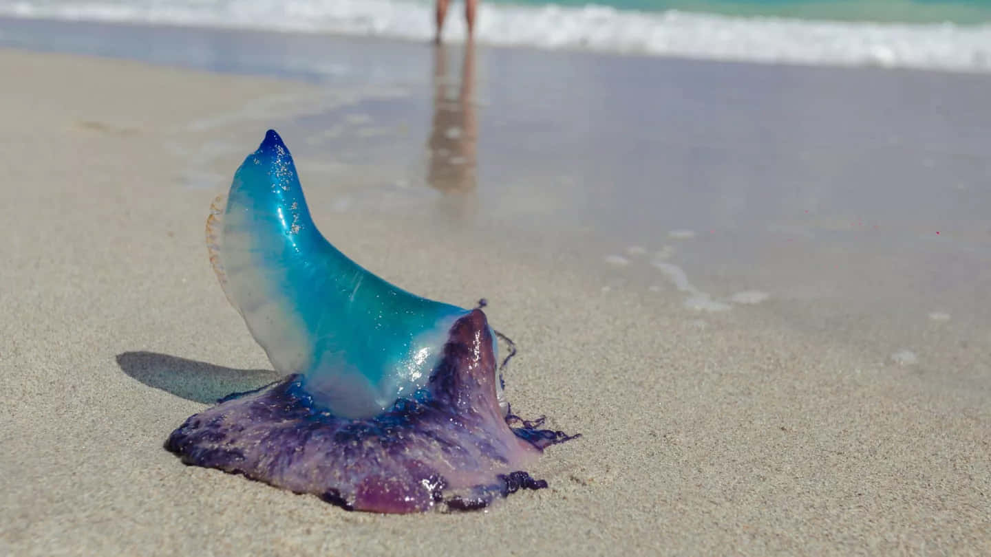 Portuguese Man O War Strandedon Beach Wallpaper