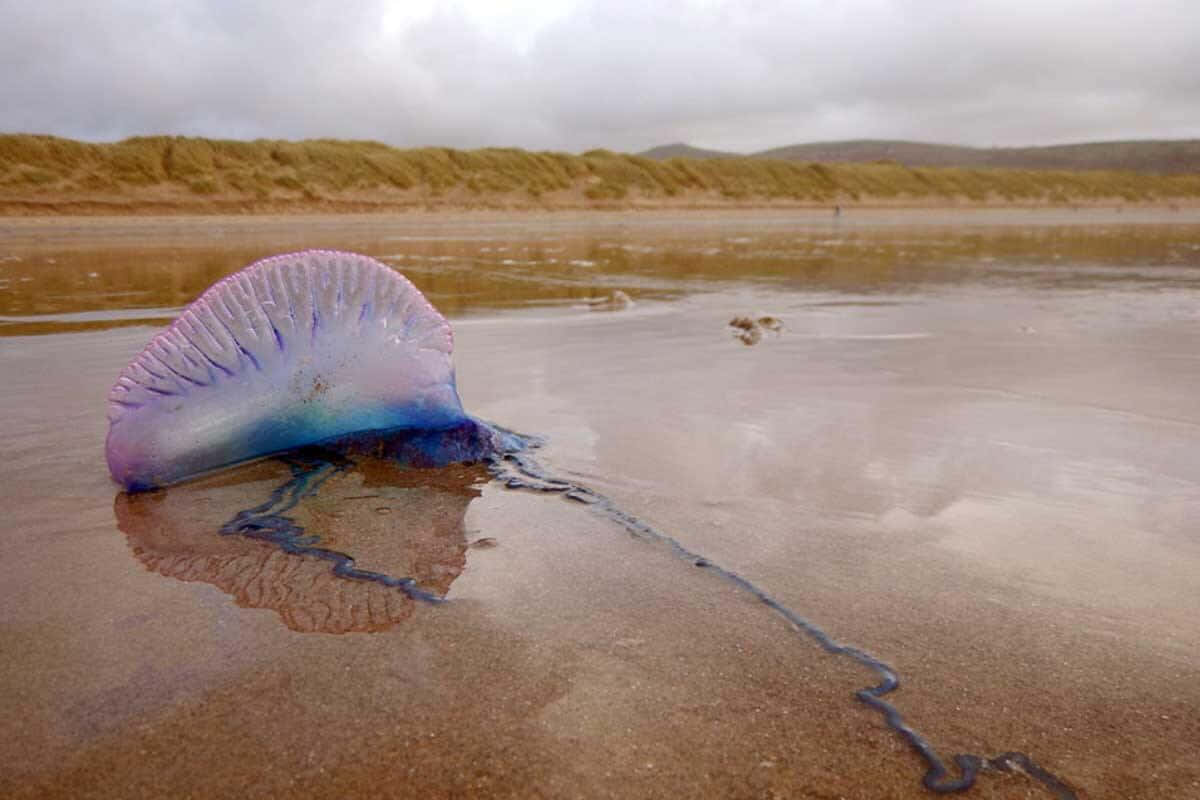 Portuguese Man O War Strandedon Beach Wallpaper