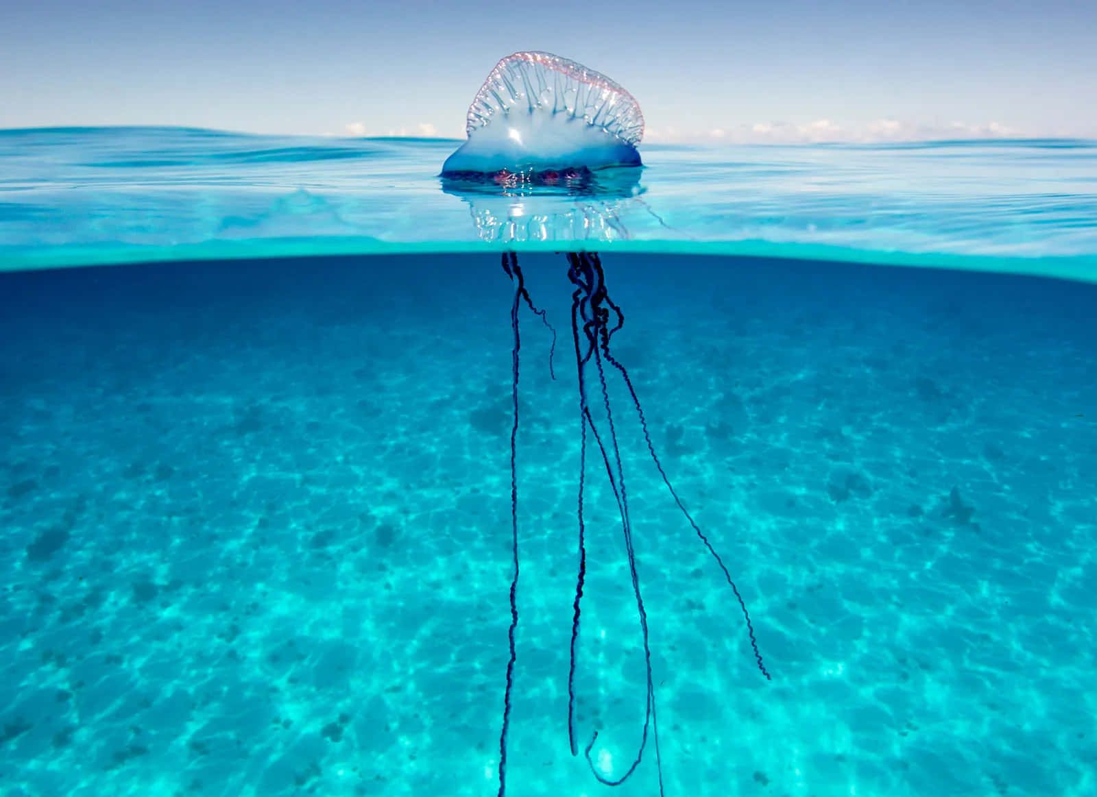 Portuguese Man O War Tranquil Sea Wallpaper