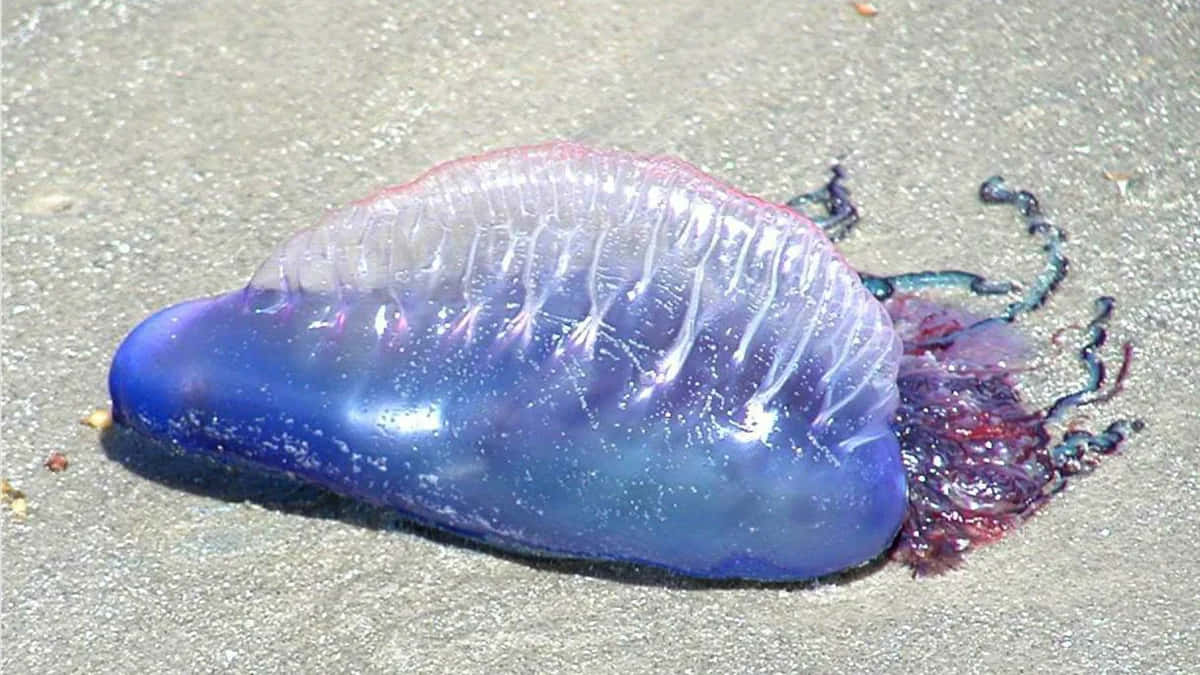 Portuguese Man O Waron Sand Wallpaper