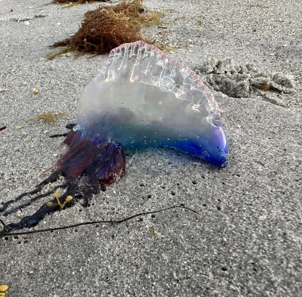 Portuguese Man O Waron Sand Wallpaper