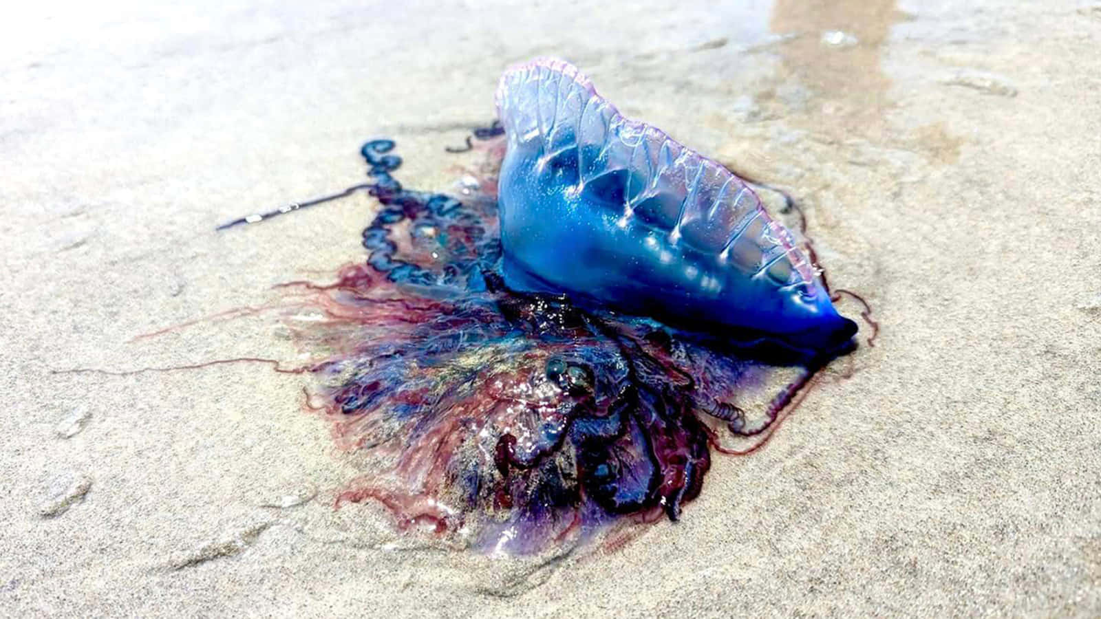 Portuguese Man O Waron Sand Wallpaper