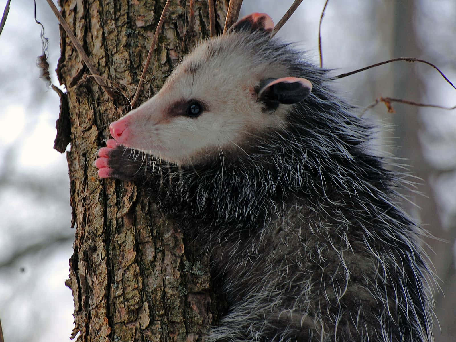 Possum Clinging To Tree Wallpaper