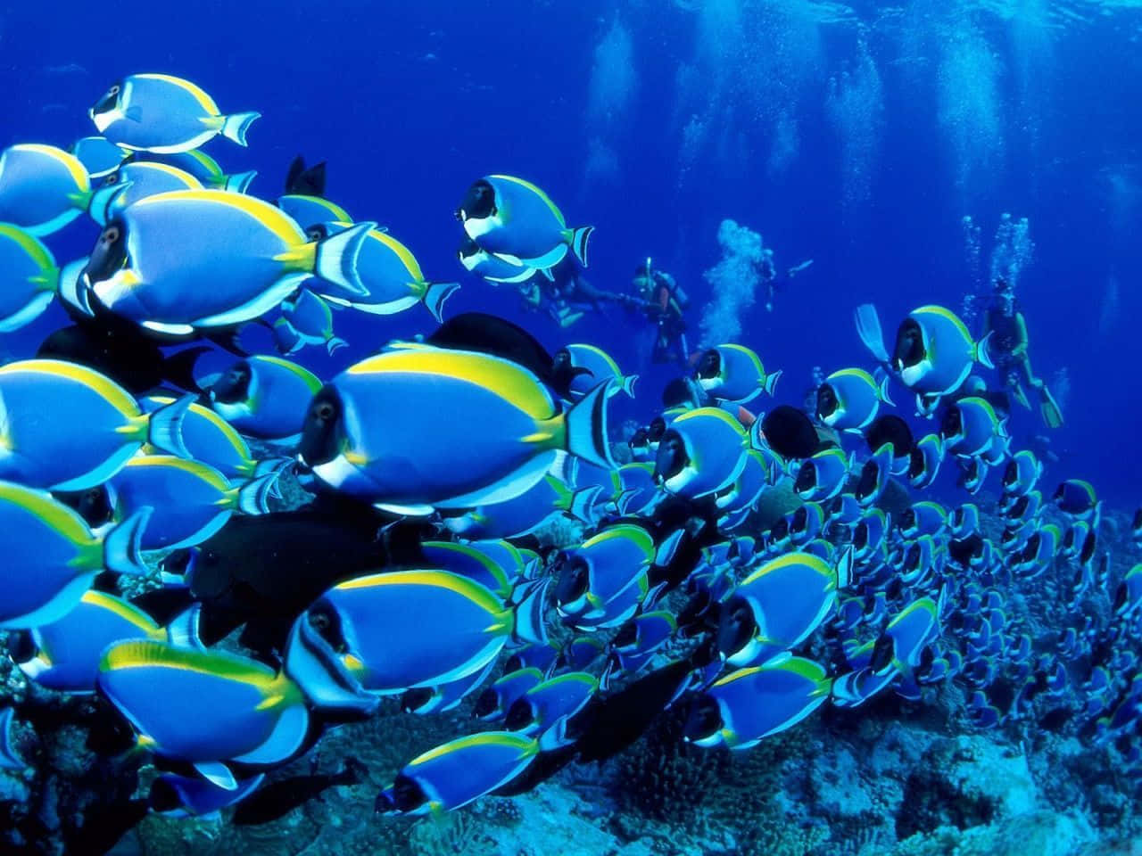 Powder Blue Tang Fish Desktop Wallpaper