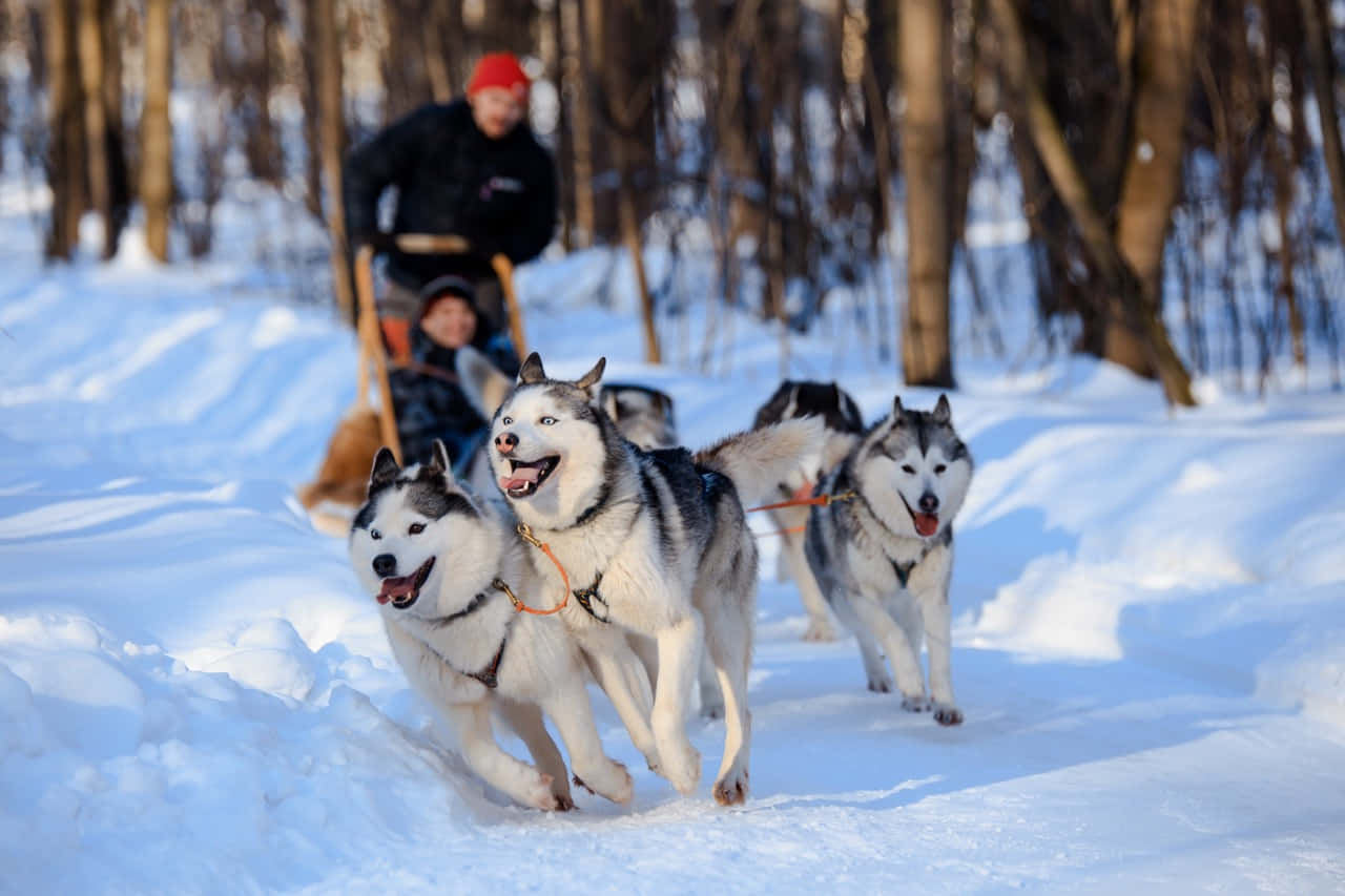 Powerful Sled Dogs Ready For The Thrilling Run. Wallpaper