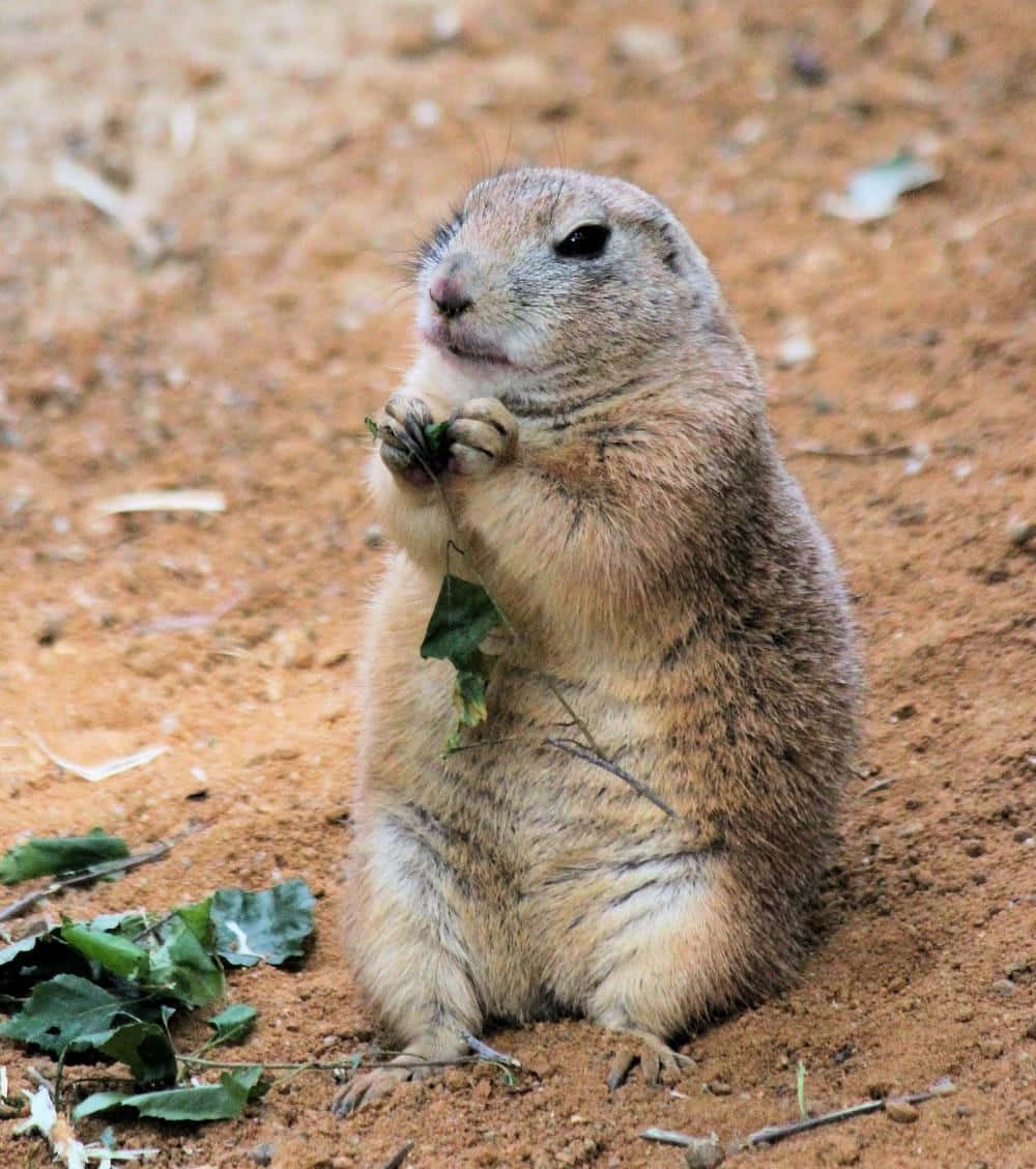 Prairie Dog Eating Leaf Wallpaper