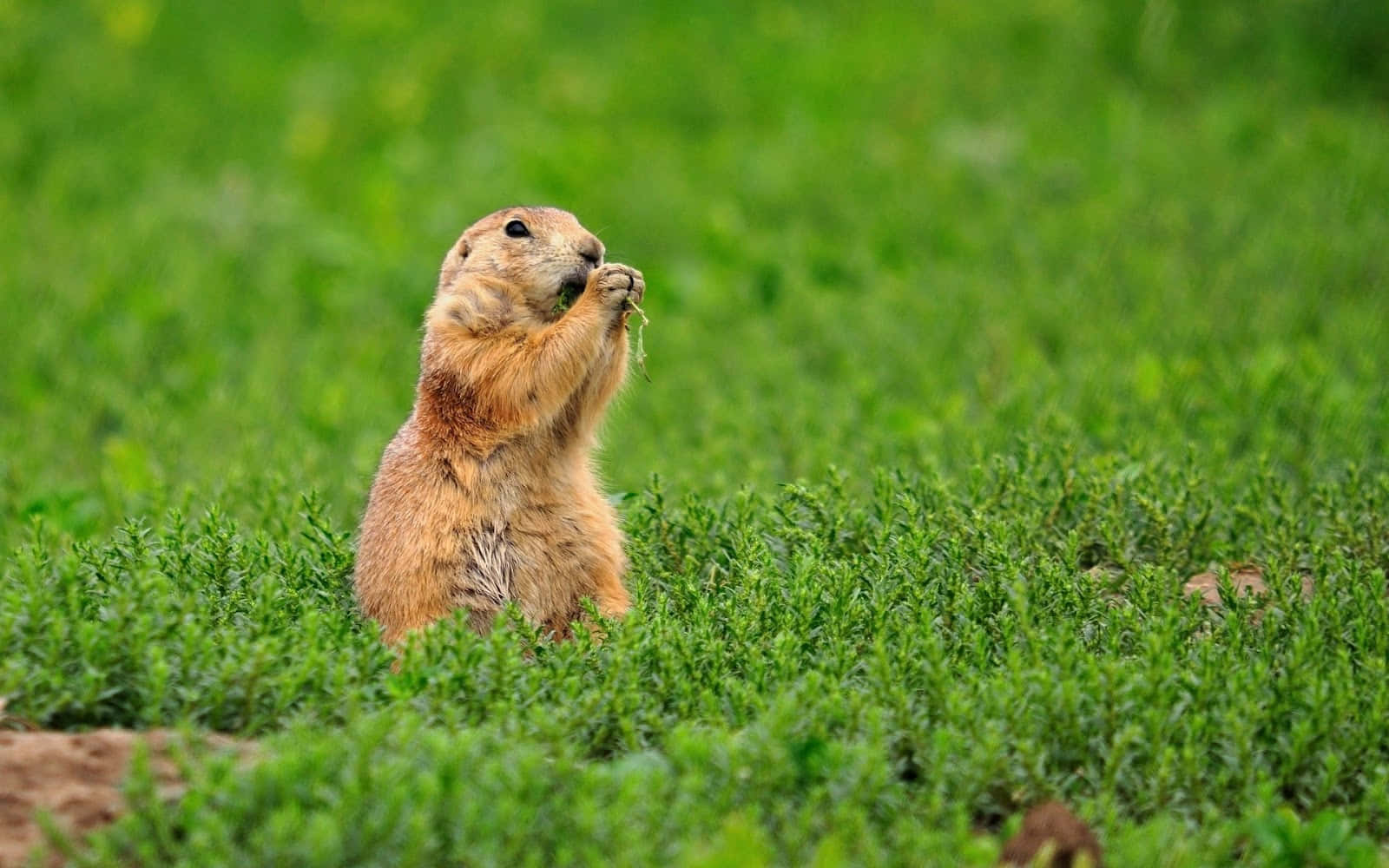 Prairie Dog Standing Tall Wallpaper