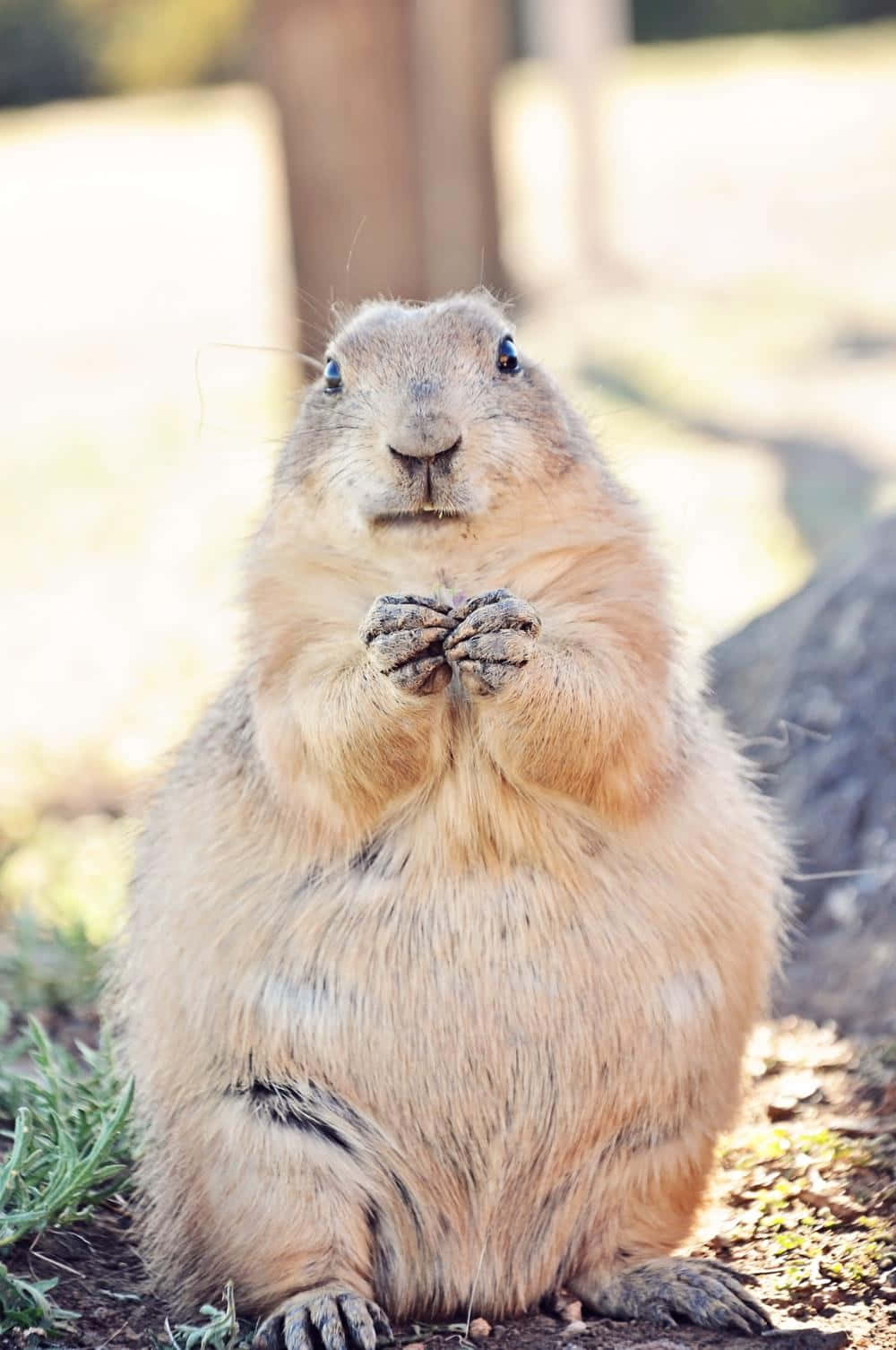 Prairie Dog Standing Upright.jpg Wallpaper