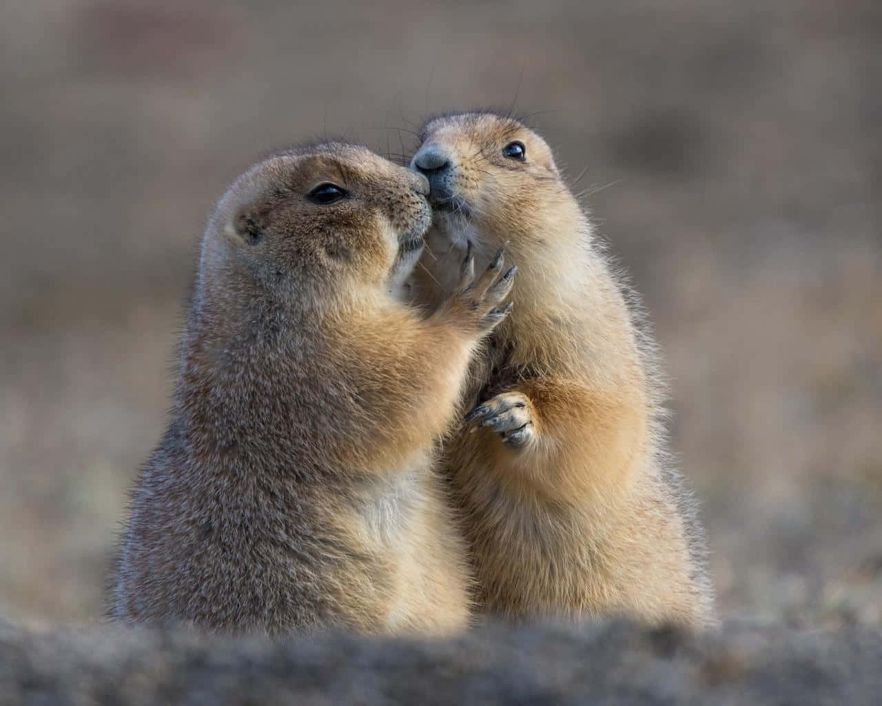 Prairie Dogs Cuddling Wallpaper