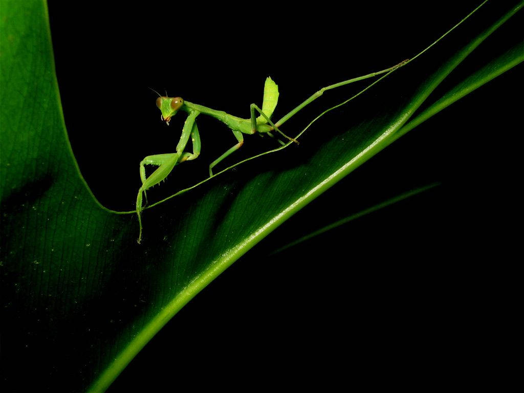 Praying Mantis At Night Wallpaper