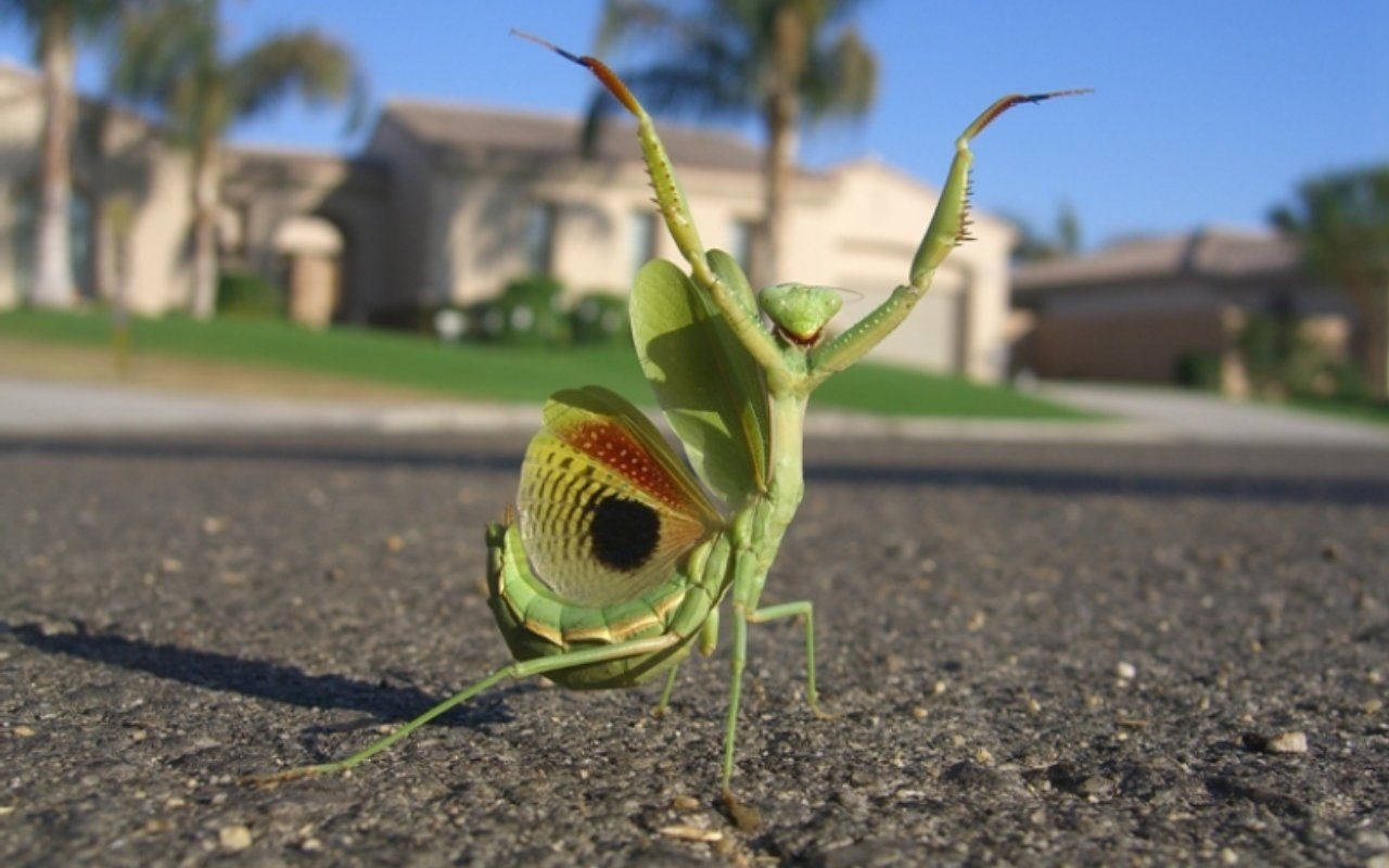 Praying Mantis Dancing In The Street Wallpaper